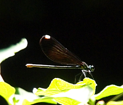 [Side view of a dragonfly sitting on a leaf with its wings together above its body. The body is greenish blue and the windw are black with a white spot near the top.]